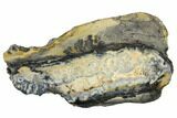 Mammoth Molar Slice With Case - South Carolina #144349-1